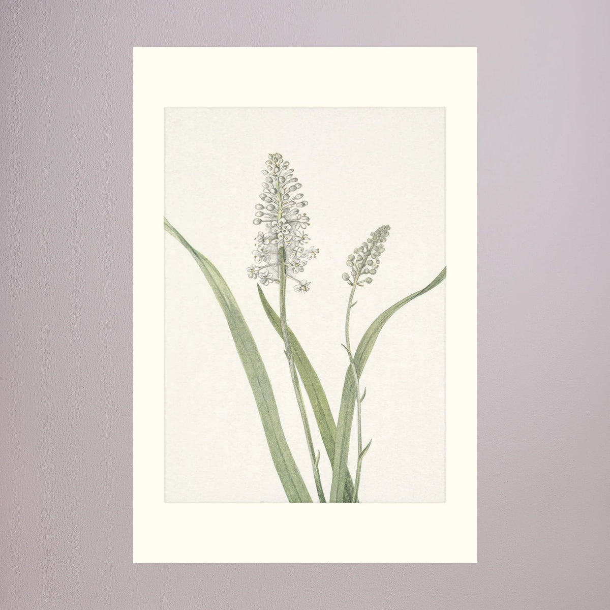 White Hyacinth Botanical Study Vintage Wall Art Print No Frame Freja