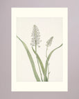 White Hyacinth Botanical Study Vintage Wall Art Print No Frame Freja