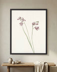 Pink Wildflower Botanical Study Vintage Wall Art Print