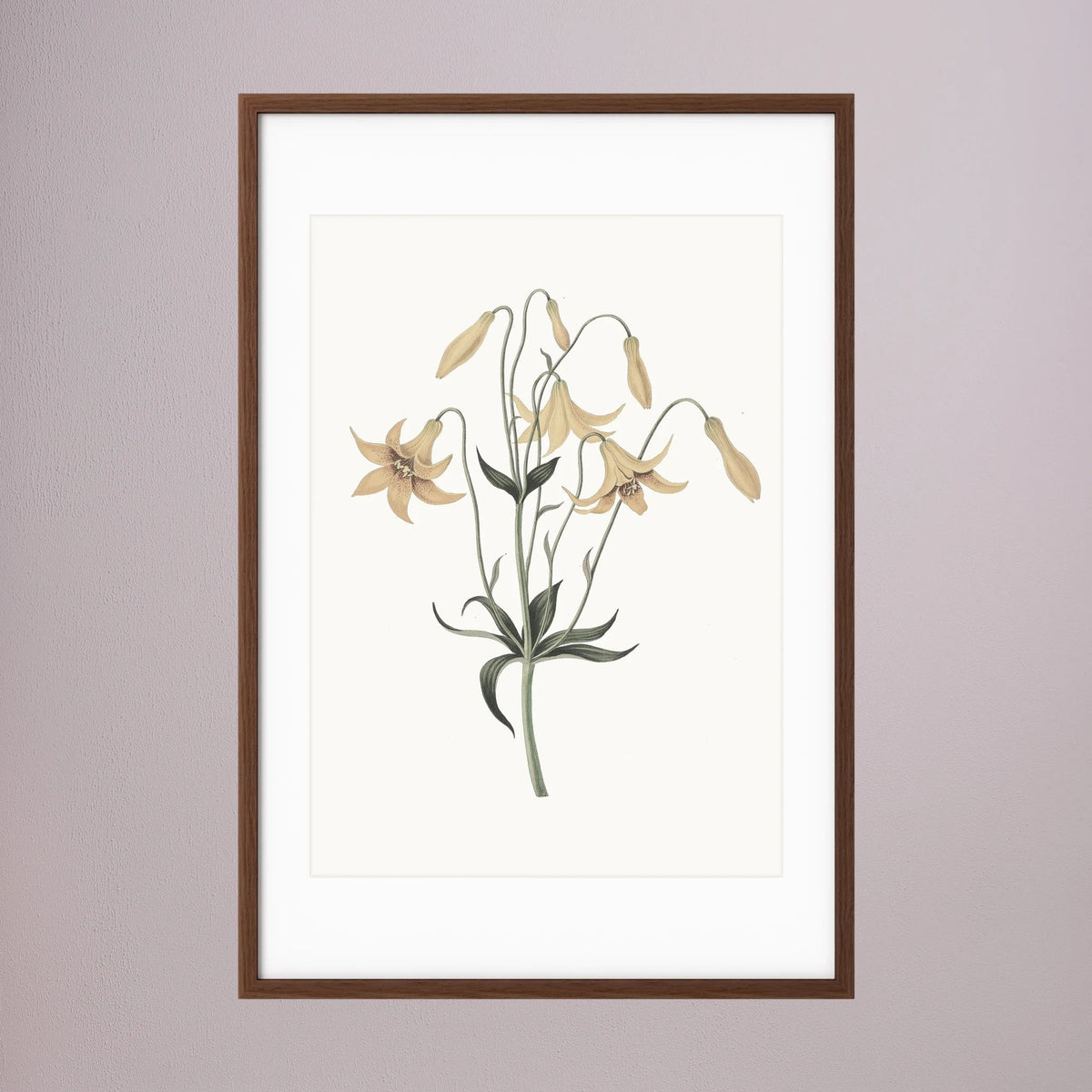 White Wildflower Botanical Study Vintage Wall Art Print Oak Dark White