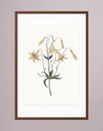 White Wildflower Botanical Study Vintage Wall Art Print Oak Dark White