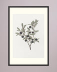 Olive Branch Botanical Study Vintage Wall Art Print Black Wood Freja
