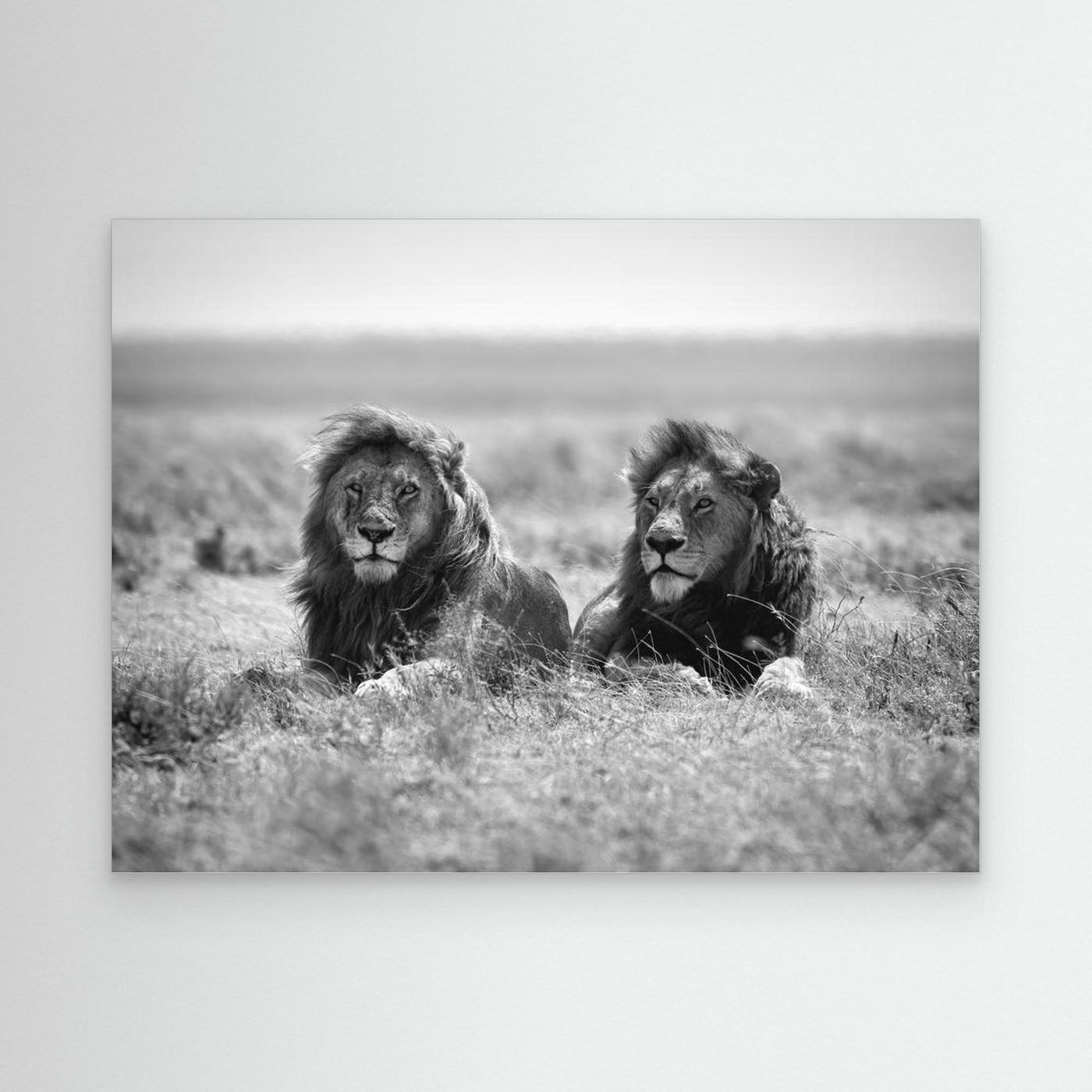Two kings by Nicolás Merino
