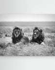 Two kings by Nicolás Merino