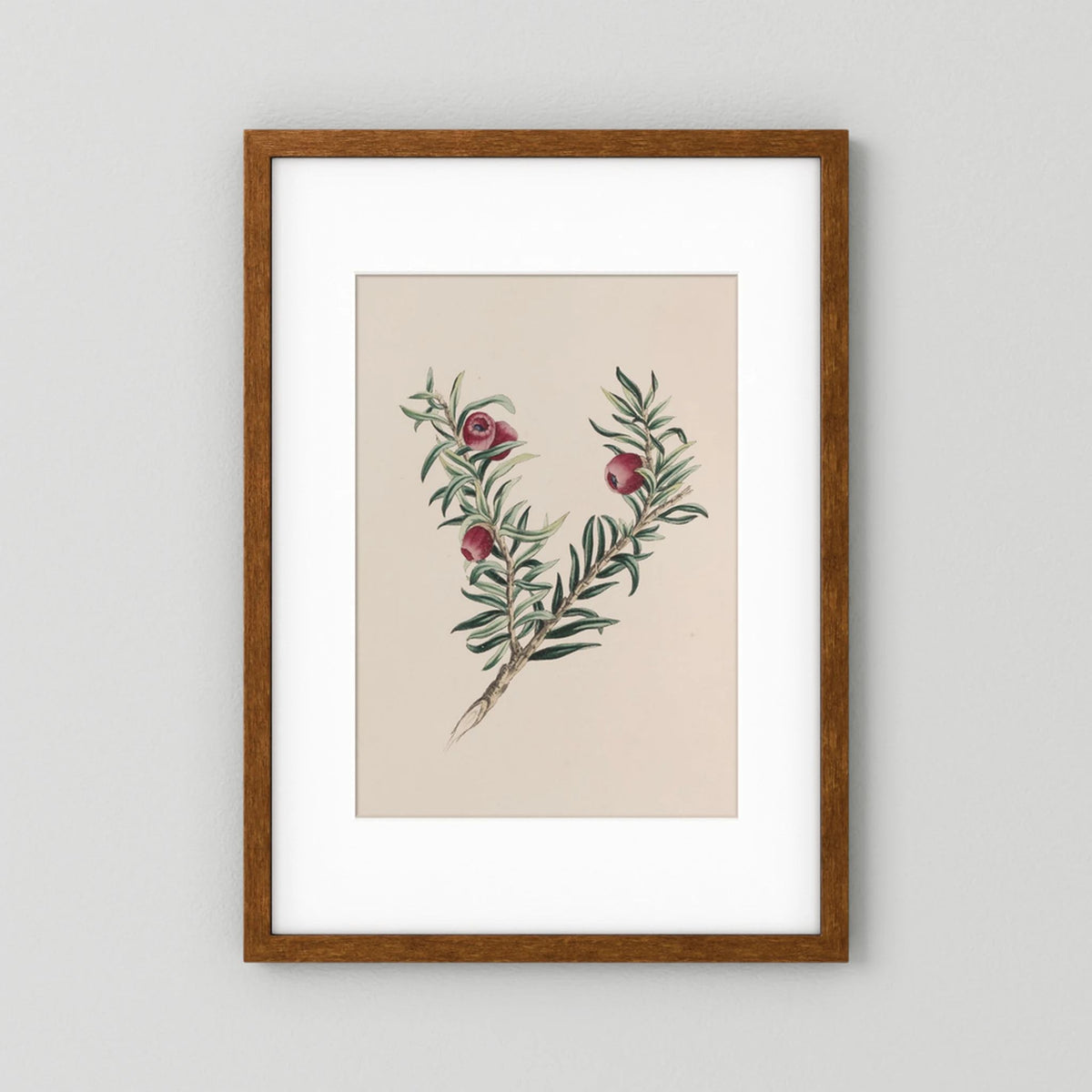 Vintage Red Berry Botanical Art Print
