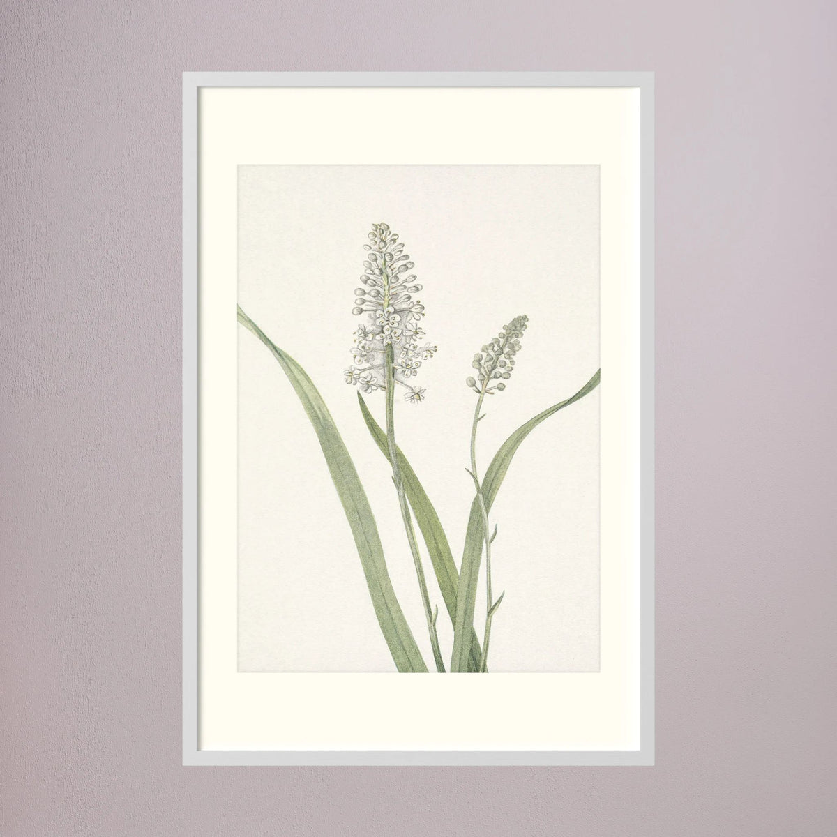 White Hyacinth Botanical Study Vintage Wall Art Print White Wood Freja