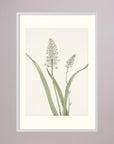 White Hyacinth Botanical Study Vintage Wall Art Print White Wood Freja