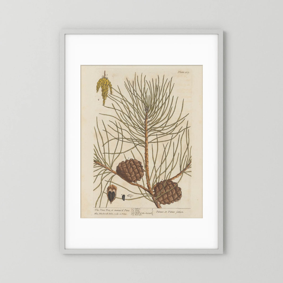 Vintage Pine Cone Botanical Art Print