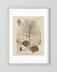 Vintage Pine Cone Botanical Art Print