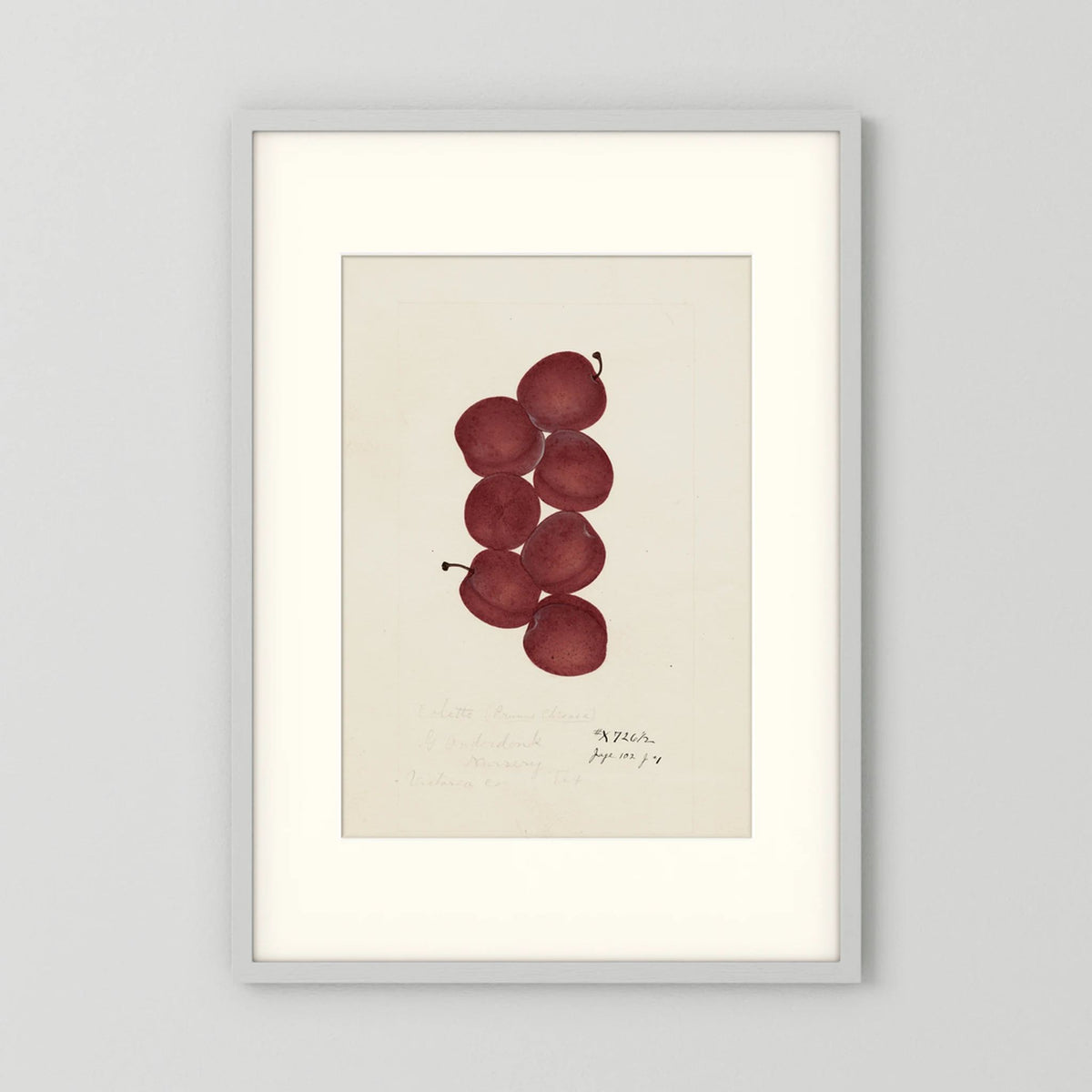 Vintage Red Plum Botanical Art Print