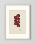 Vintage Red Plum Botanical Art Print