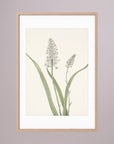 White Hyacinth Botanical Study Vintage Wall Art Print Oak Nature White