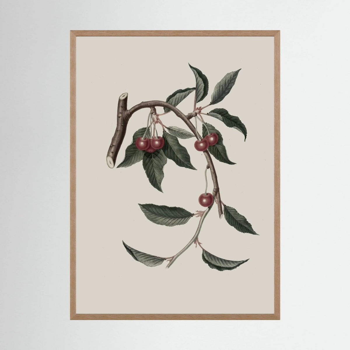 Vintage Cherry Botanical Art Print