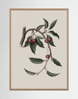 Vintage Cherry Botanical Art Print
