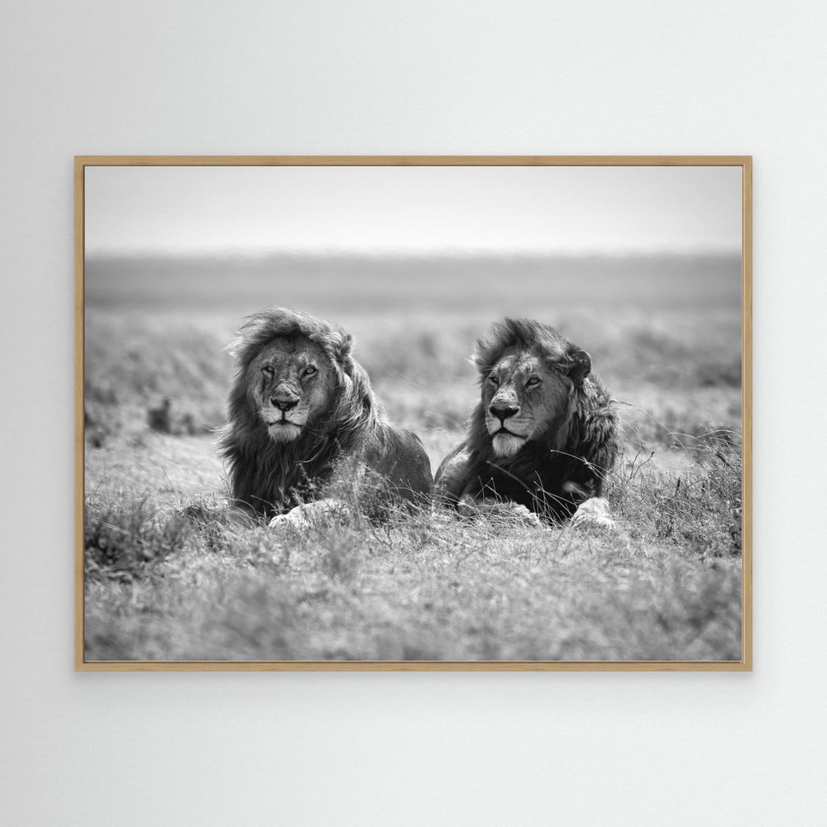 Two kings by Nicolás Merino