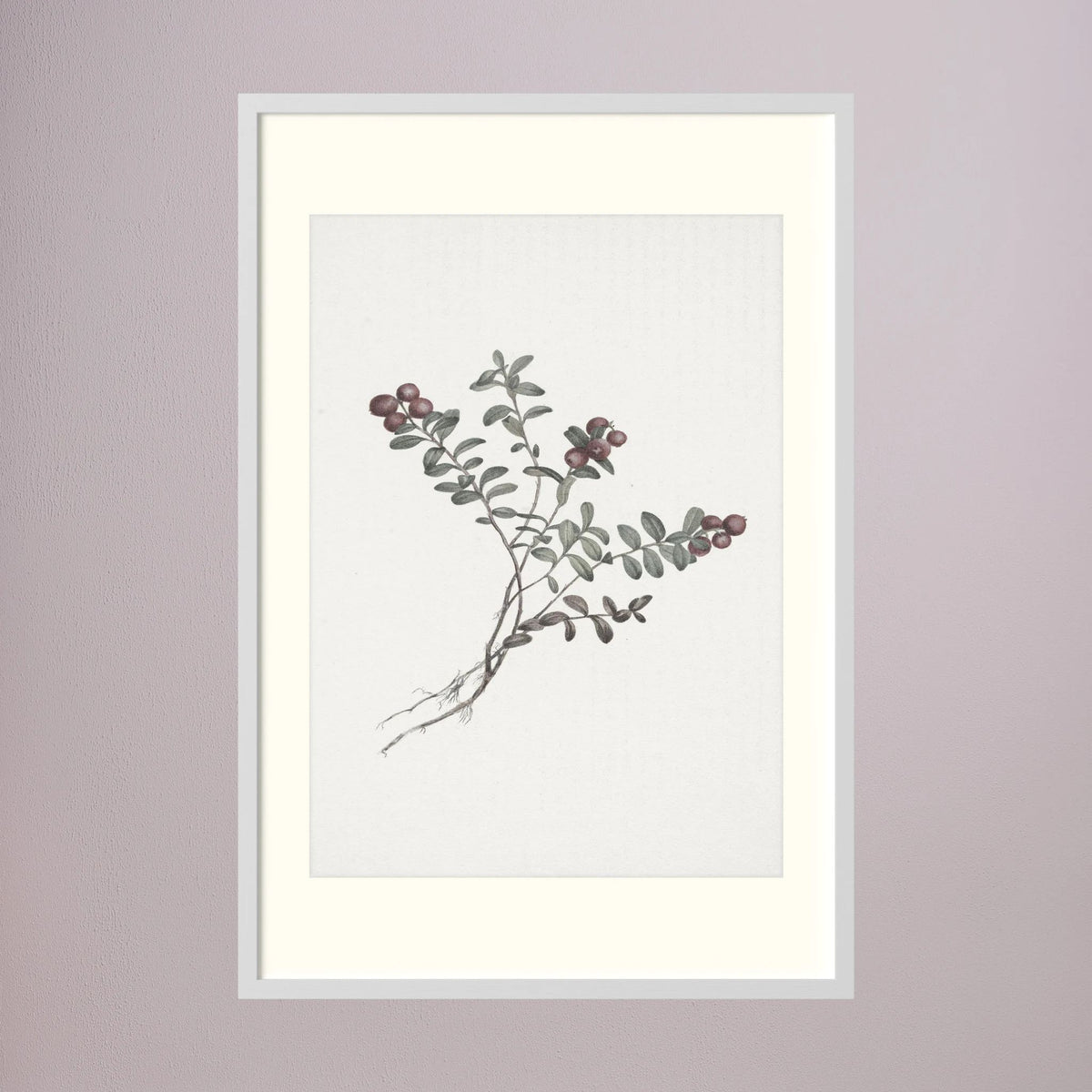 Red Berry Botanical Study Vintage Wall Art Print White Wood Freja