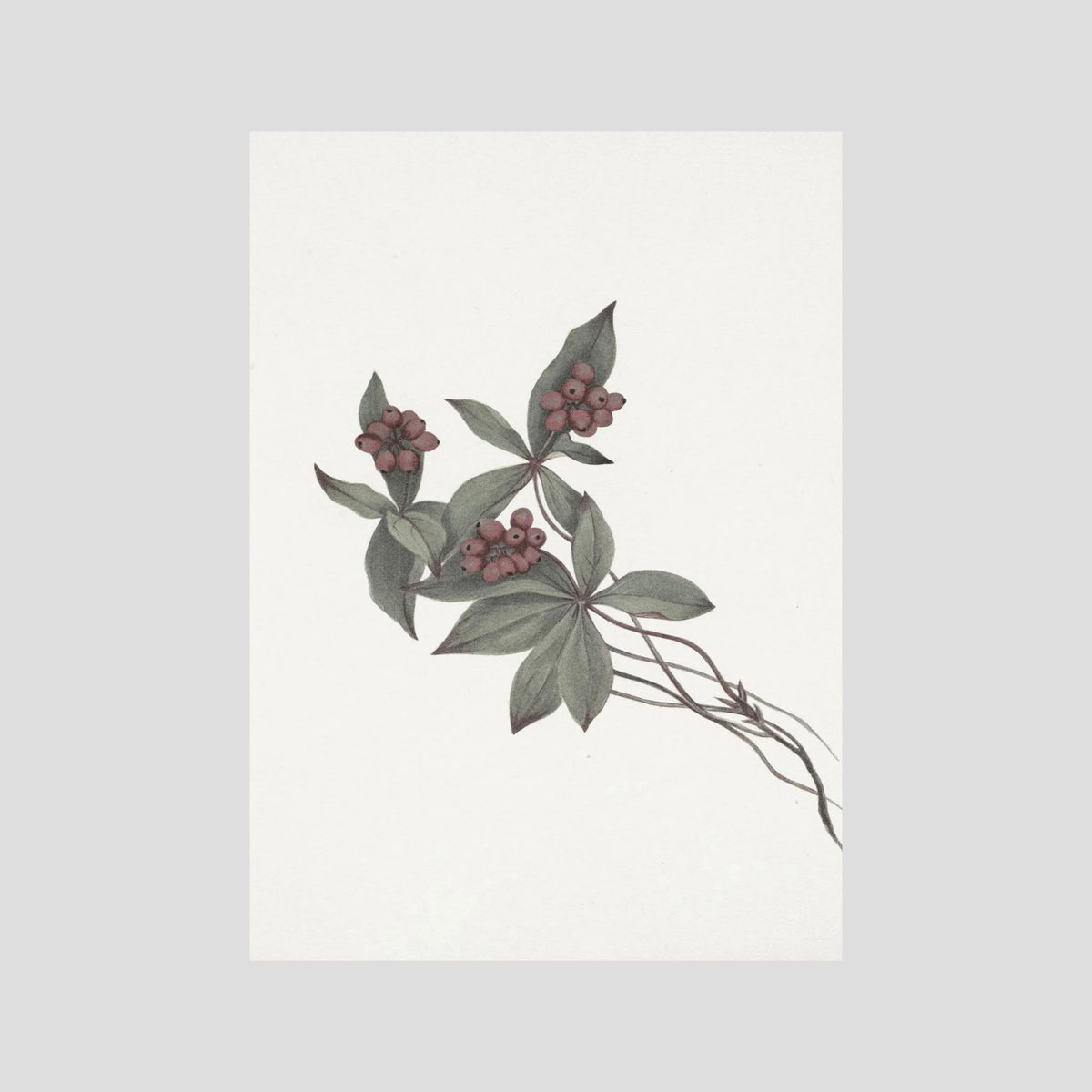 Pink Botanical Branch Study Vintage Wall Art Print No Frame No border