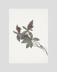 Pink Botanical Branch Study Vintage Wall Art Print No Frame No border