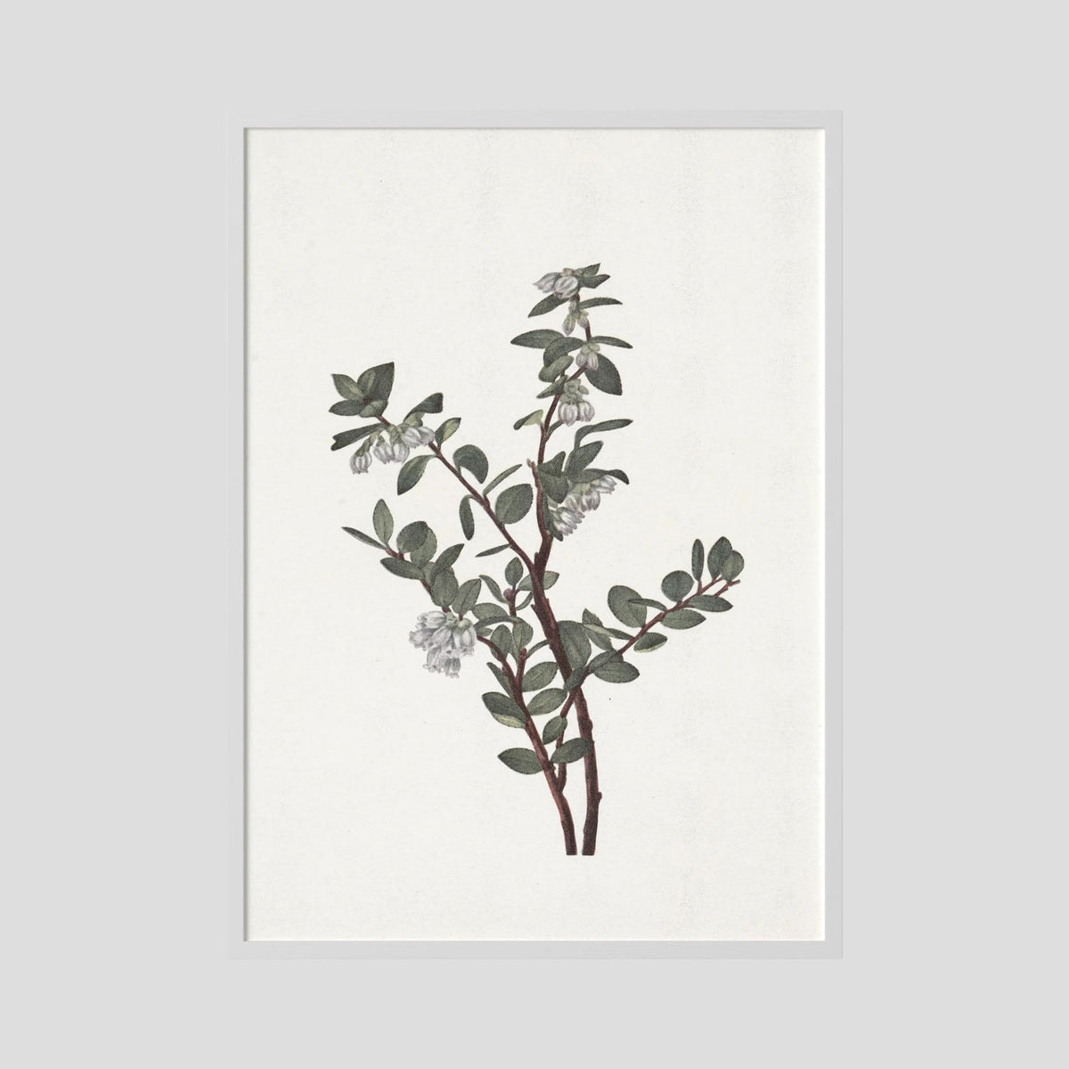 Green Berry Botanical Study Vintage Wall Art Print