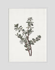 Green Berry Botanical Study Vintage Wall Art Print