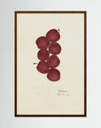 Vintage Red Plum Botanical Art Print