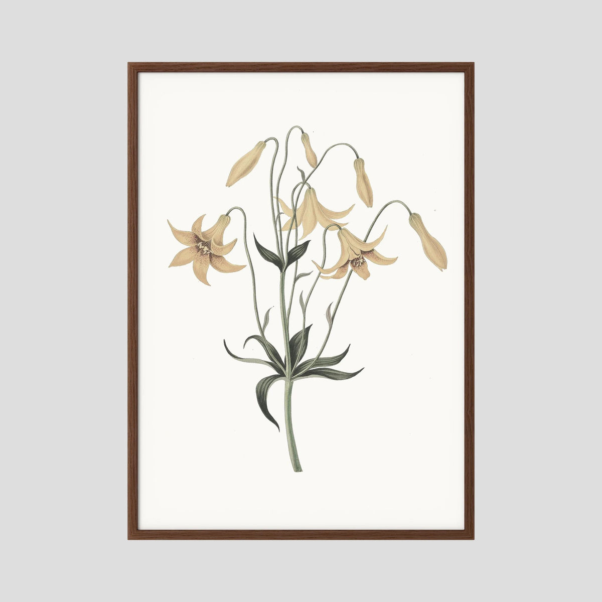 White Wildflower Botanical Study Vintage Wall Art Print Oak Dark No border