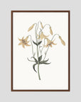 White Wildflower Botanical Study Vintage Wall Art Print Oak Dark No border