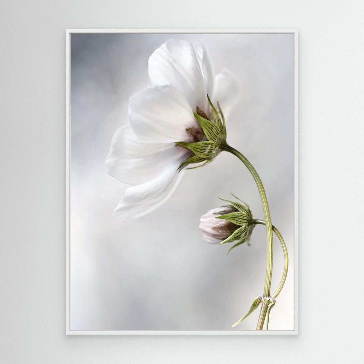 Heavenly Cosmos by Mandy Disher