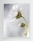 Heavenly Cosmos by Mandy Disher