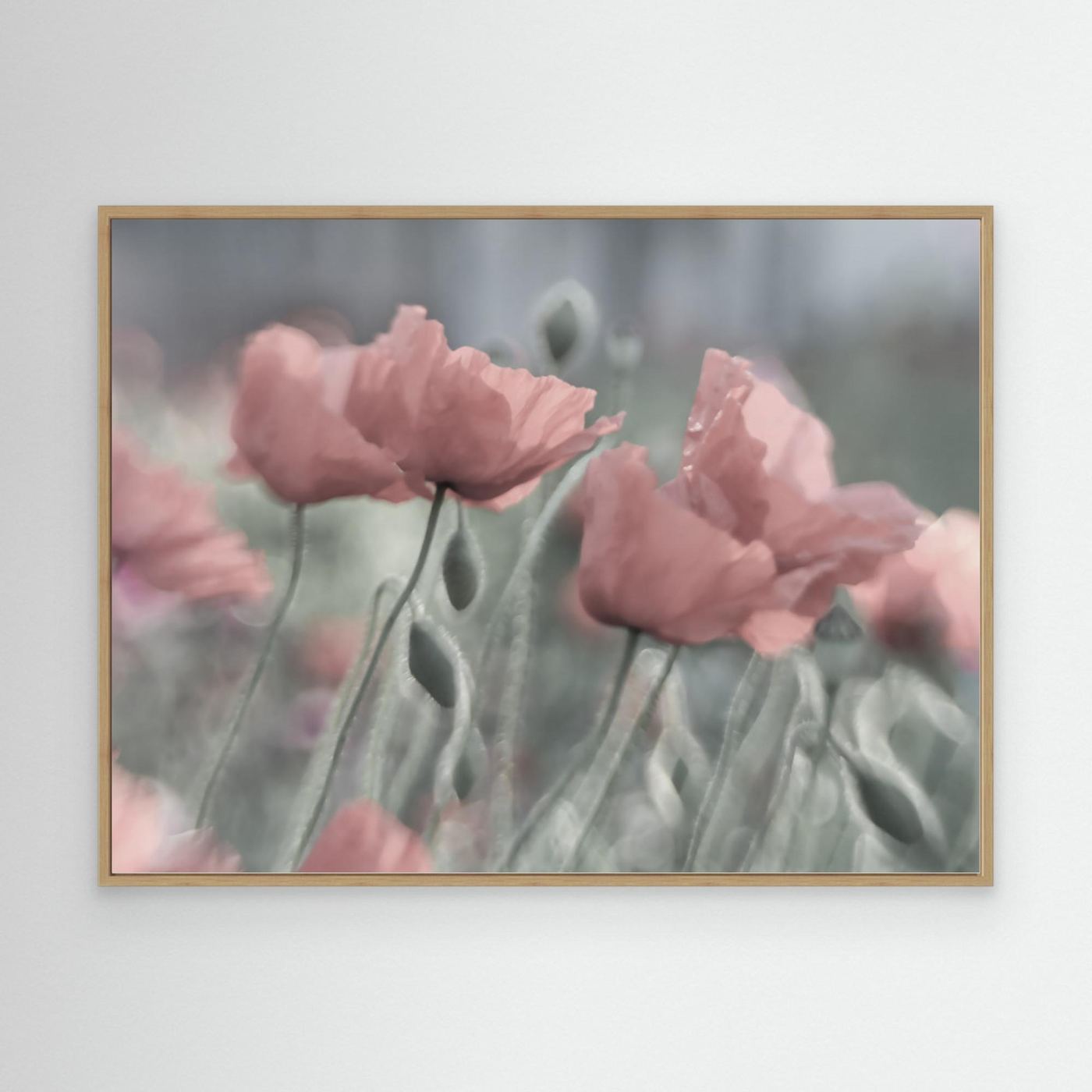Softly by Anne Worner