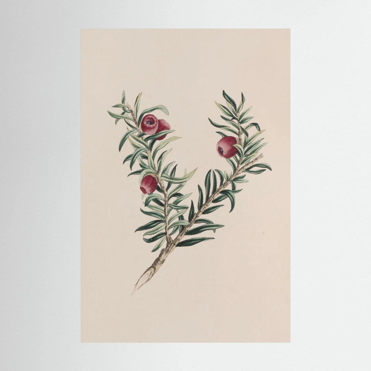 Vintage Red Berry Botanical Art Print