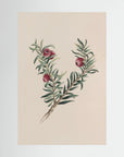 Vintage Red Berry Botanical Art Print