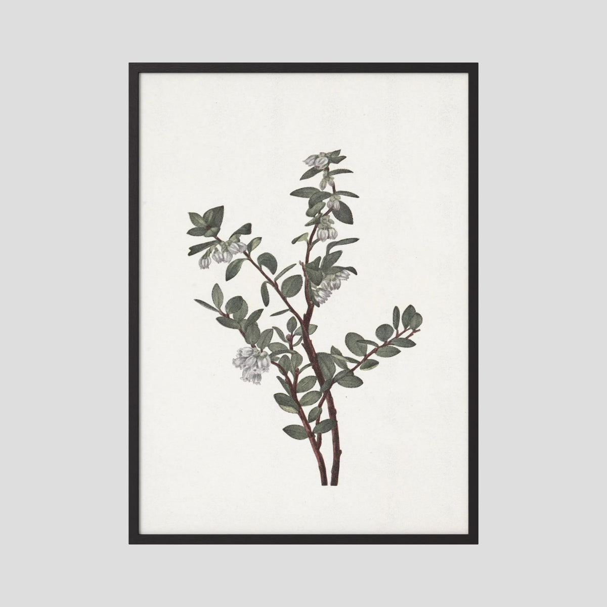 Green Berry Botanical Study Vintage Wall Art Print