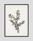 Green Berry Botanical Study Vintage Wall Art Print