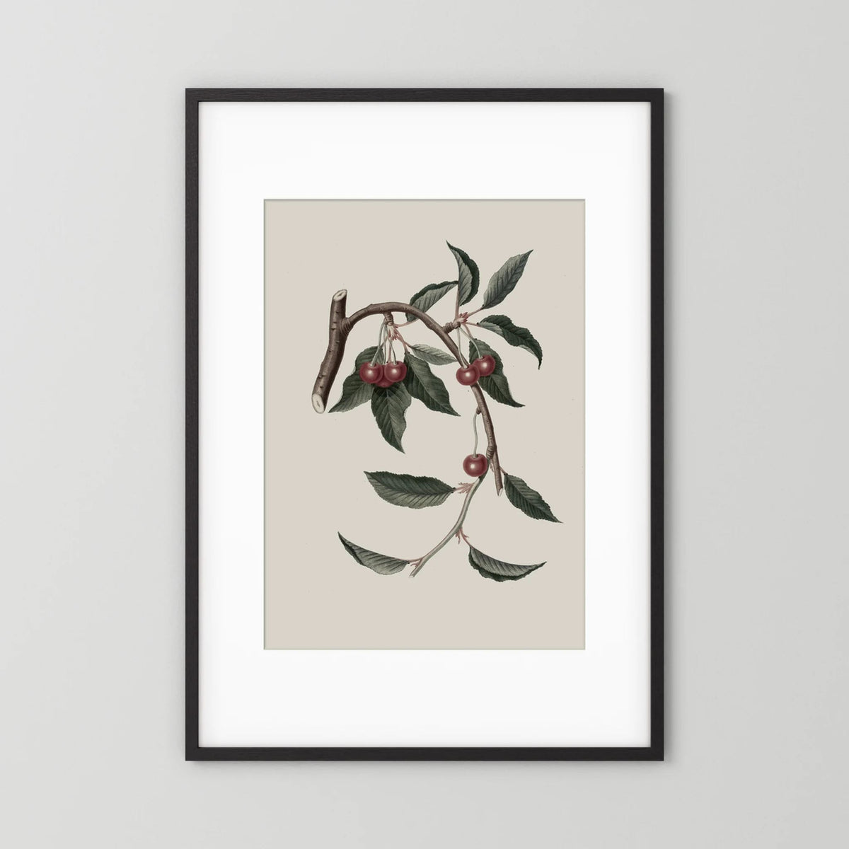 Vintage Cherry Botanical Art Print
