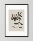 Vintage Cherry Botanical Art Print