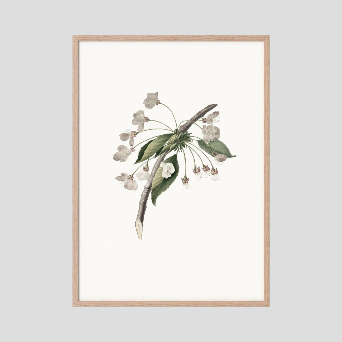 Delicate White Botanical Study Vintage Wall Art Print Oak Nature No border