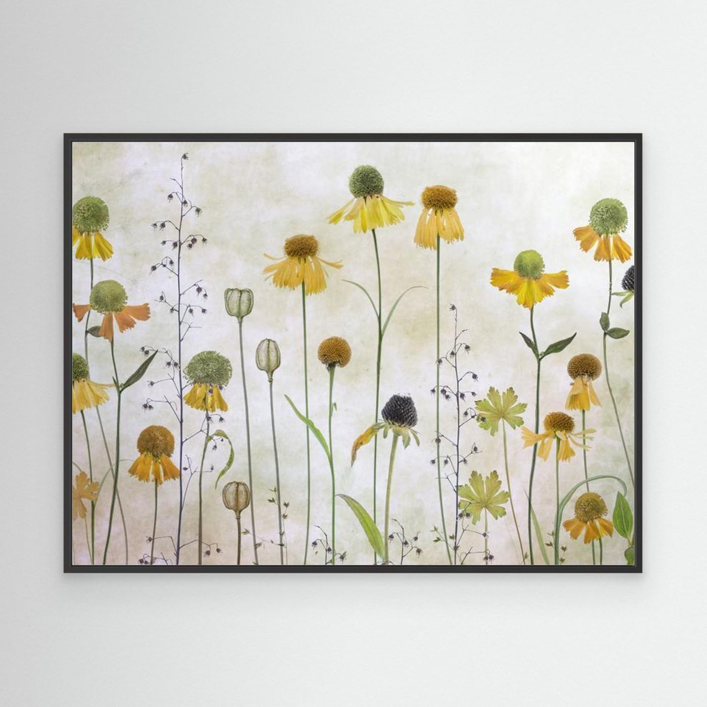 Helenium by Mandy Disher