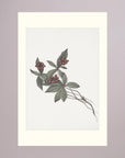 Pink Botanical Branch Study Vintage Wall Art Print No Frame Freja