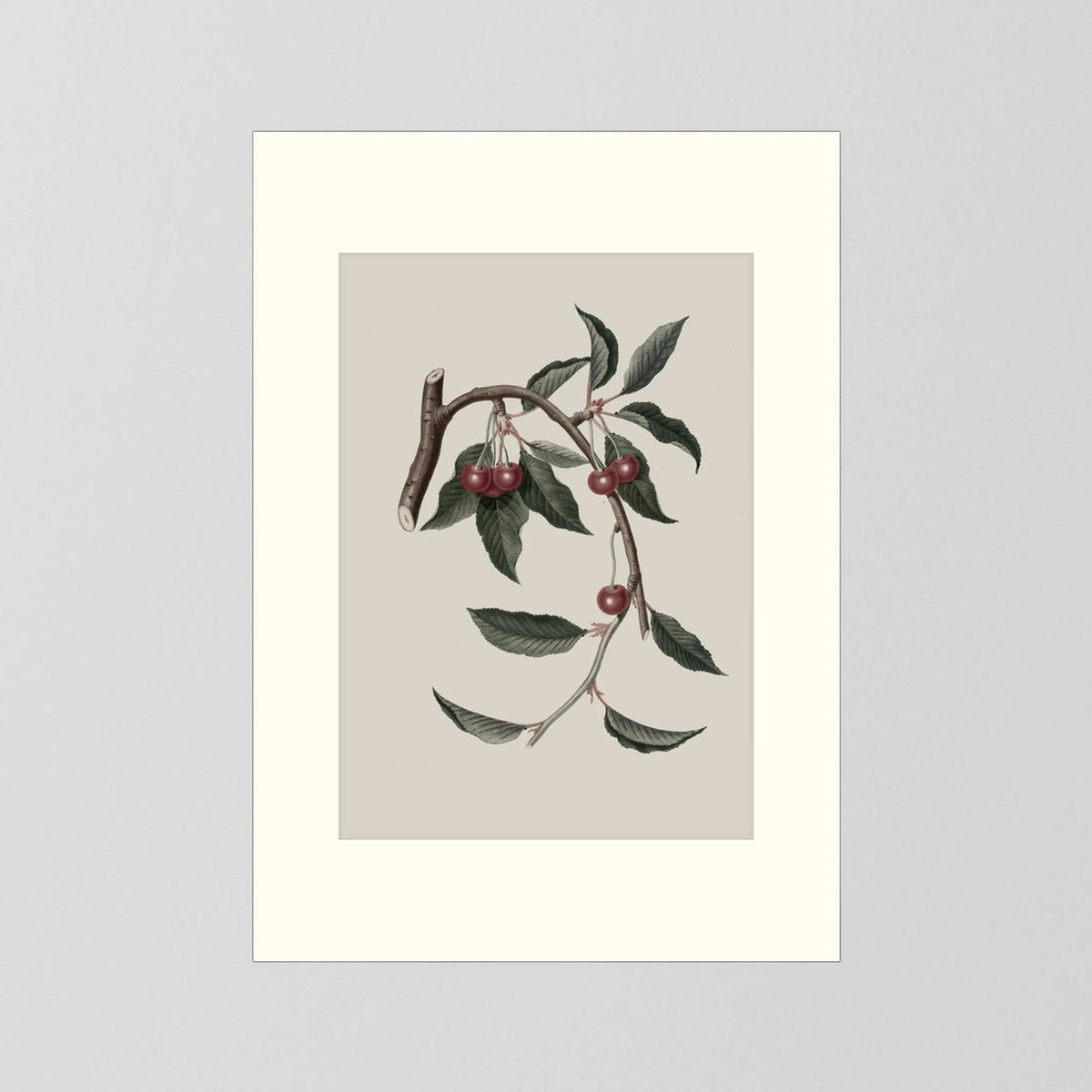 Vintage Cherry Botanical Art Print
