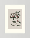Vintage Cherry Botanical Art Print