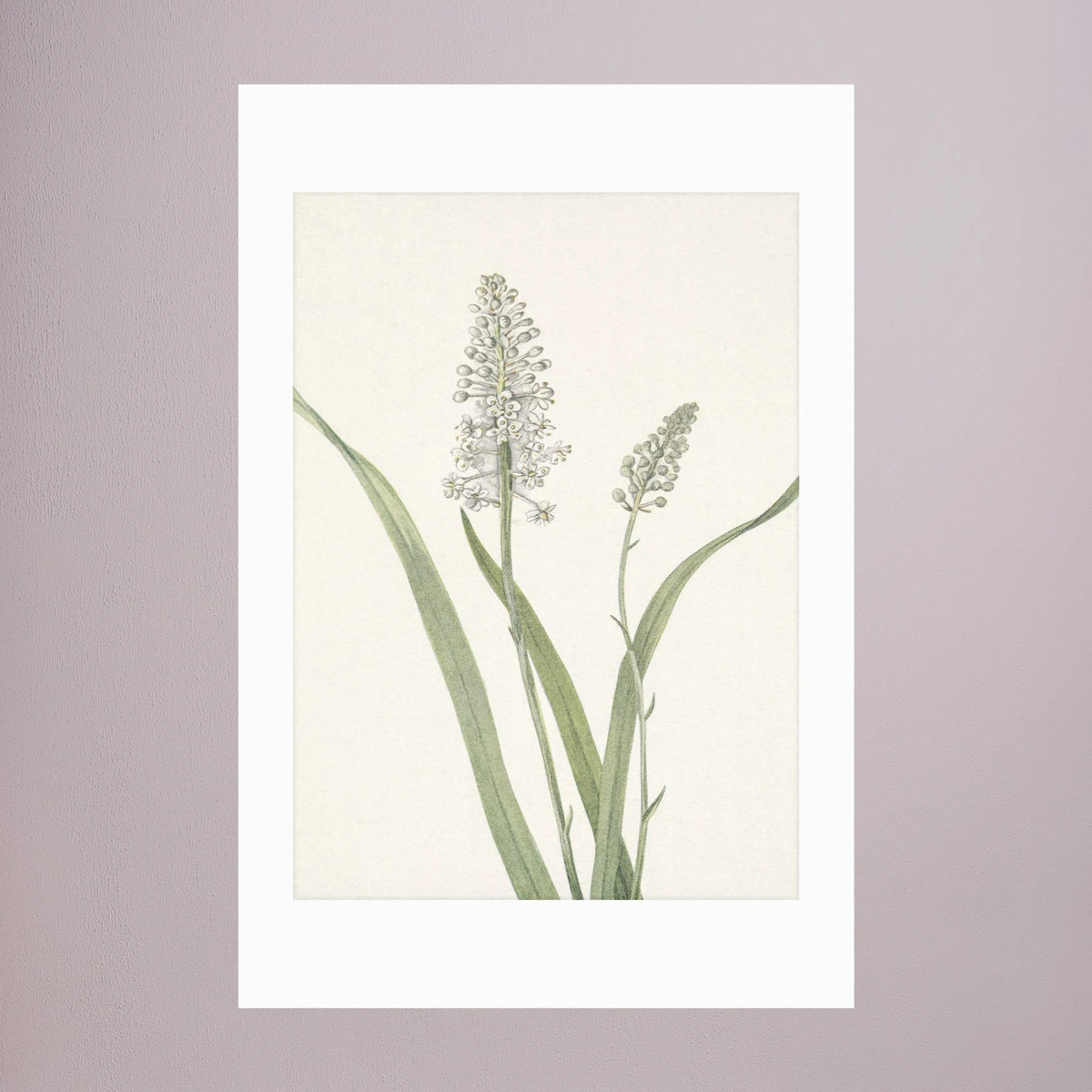 White Hyacinth Botanical Study Vintage Wall Art Print No Frame White
