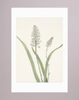 White Hyacinth Botanical Study Vintage Wall Art Print No Frame White