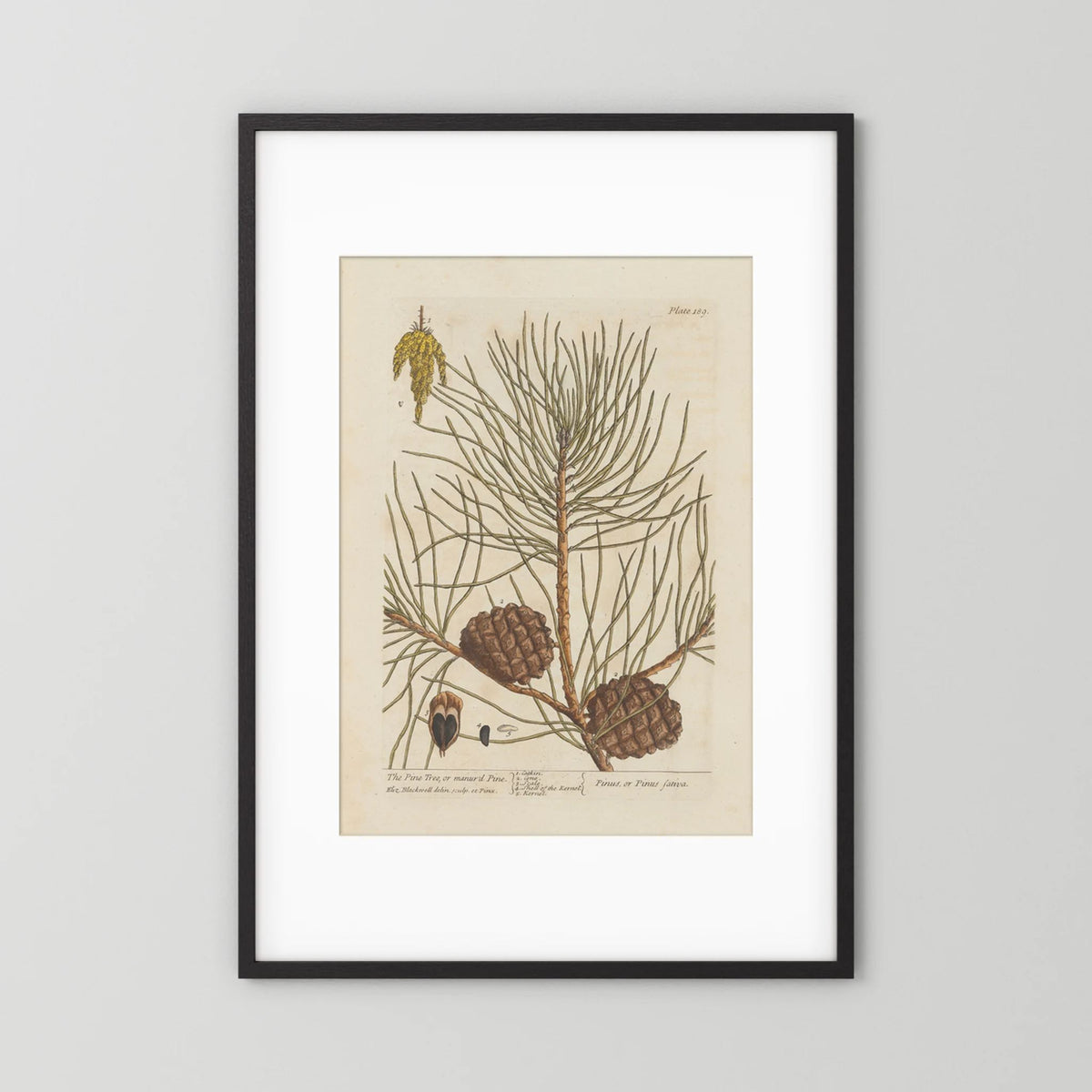 Vintage Pine Cone Botanical Art Print