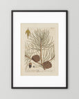 Vintage Pine Cone Botanical Art Print