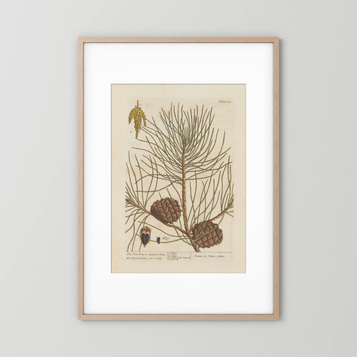 Vintage Pine Cone Botanical Art Print