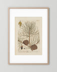 Vintage Pine Cone Botanical Art Print