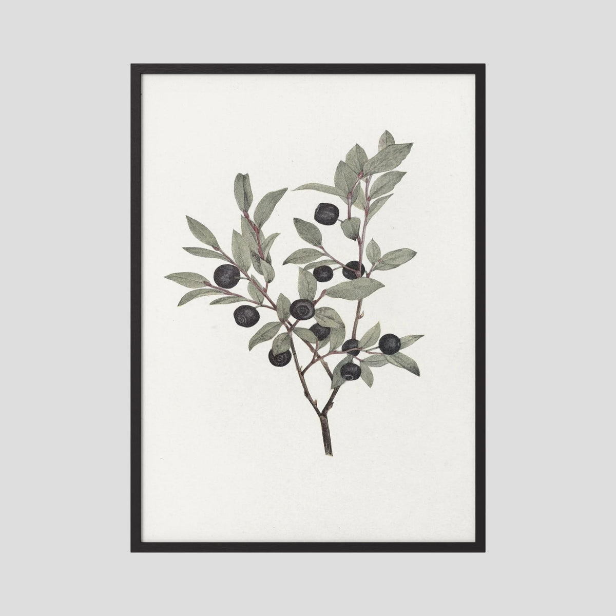 Olive Branch Botanical Study Vintage Wall Art Print Black Wood No border