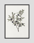 Olive Branch Botanical Study Vintage Wall Art Print Black Wood No border