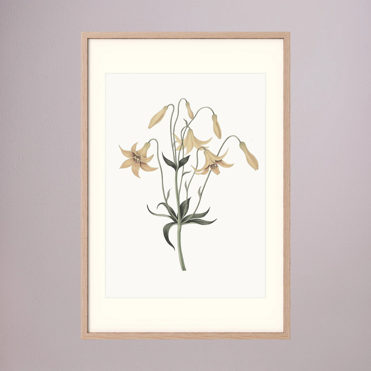 White Wildflower Botanical Study Vintage Wall Art Print Oak Nature Freja